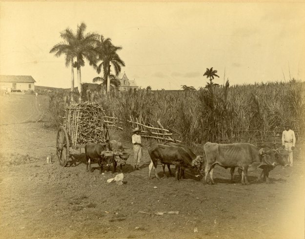 Sugarcane fields, close to Havana